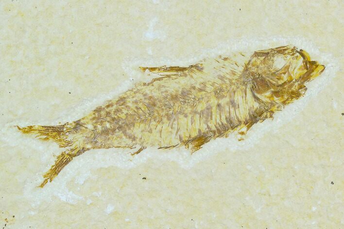 Bargain, Fossil Fish (Knightia) - Wyoming #120567